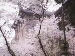 -武汉大学-樱园