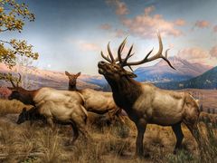 -美国自然历史博物馆