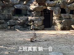 -杭州动物园
