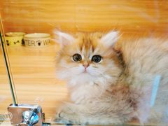-猫十亿·布偶金渐层·曼基康矮脚猫舍(青年路店)