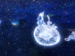 -芜湖新华联大白鲸海洋公园