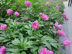 -木塔寺遗址生态公园