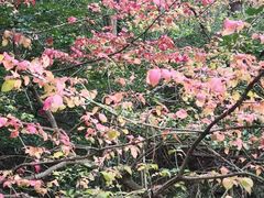-金龙寺国家森林公园