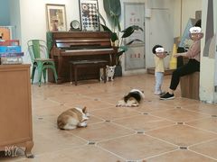 -柯斗斗主题餐厅·狗咖·围炉煮茶·茶饮(国瑞升平里店)