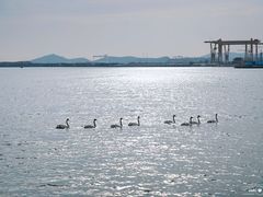 -烟墩角天鹅湖