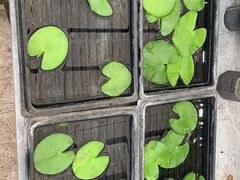 -秦美花卉(天朗·莱茵小城2期店)