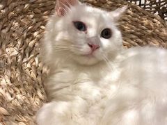 -飞行喵MR PILOT|猫舍·猫咖(静安大融城店)
