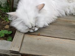 -喵屿·大理花园猫咖