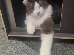 -米宠家·撸猫猫咖小萌宠·猫咪洗澡·猫咪寄养(高新大都荟店)
