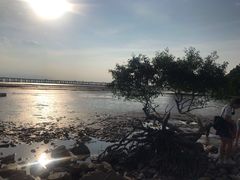 -宝安西湾红树林湿地公园