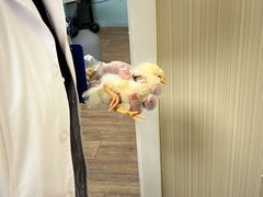 -中农大我爱我爱24h动物医院·中医针灸·猫专科·骨科医疗中心(双井店)