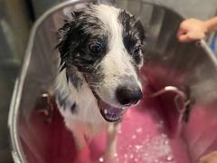 -PETKIT小佩宠物·低压洗护(国顺东路店)