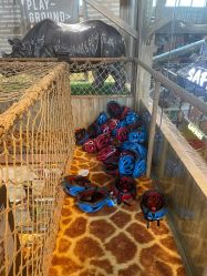 -卡通尼·Safari非洲探索乐园·生日会(金桥国际商业广场店)