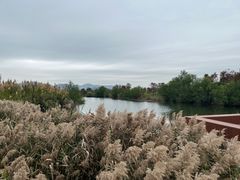 -芒洲湿地公园
