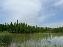 -白鹭湾湿地公园