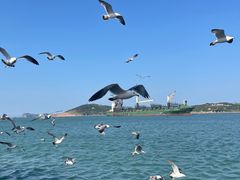 -海驴岛(荣成市)