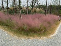 -田园东方蜜桃村的田野营地