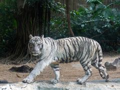 -广州长隆野生动物世界