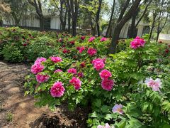 -洛阳市隋唐城遗址植物园