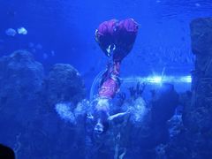 -石家庄极地海洋世界