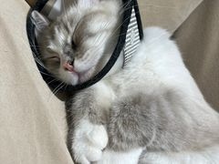 -怪兽屋·羊驼·猫咖·狗咖(俊华广场店)