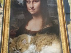 -momokira米努特·德文卷毛猫·棉花面纱犬