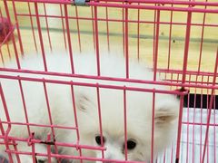 -龟与熊猫宠物公园(南坪店)