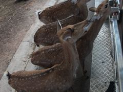 -清迈夜间动物园