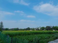 -广富林郊野公园