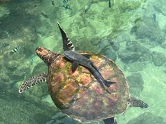 -海南分界洲岛旅游区