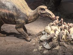 -自贡恐龙博物馆