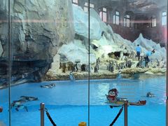 -帝企鹅自助餐厅•儿童岛•真企鹅(长隆企鹅酒店)