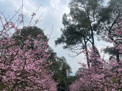 -南山植物园