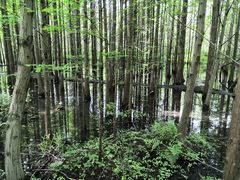 -桤木河湿地公园