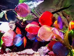 -上海海洋水族馆