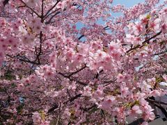 -大宁郁金香公园-停车场