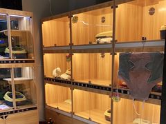 -欣宠猫屋·矮脚拿破仑·蓝金金渐层