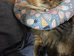 -凯特喵百思猫专科医院