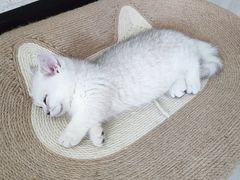 -佑安动物医院·全科·内窥镜中心(幸福巷店)