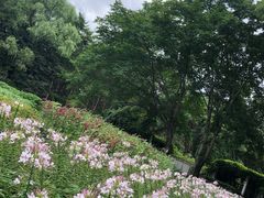 -黑龙江省森林植物园