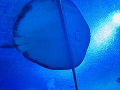 -珠海长隆海洋王国