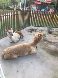 -萌宠亲子动物乐园(槐房万达店)