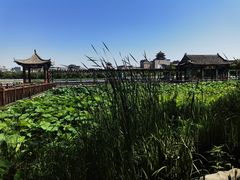 -莲花池公园