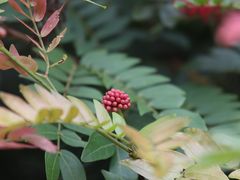 -天适樱花悠乐园