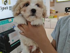 -翊宠yipet猫狗购宠庄园犬舍•猫舍