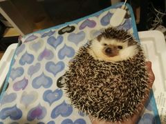 -藦茜花园宠物主题亲子互动体验馆(国顺东路店)