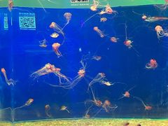 -欢乐海岸海洋奇梦馆