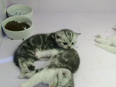 -喵的天空名猫咖啡馆·撸猫·猫舍·用品