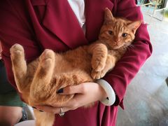 -喵屿·大理花园猫咖