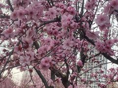 -青枫公园